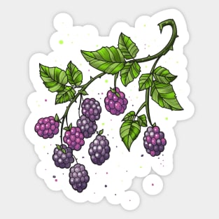 blackberries on twig Sticker